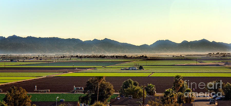 Lettuce Photograph - Yuma Valley by Robert Bales