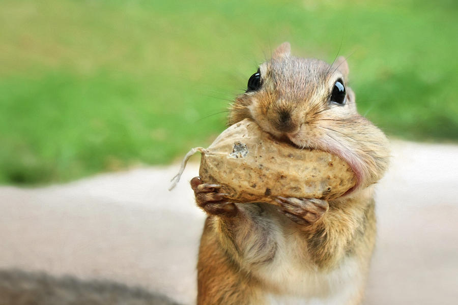 Squirrel Photograph - Yummy by Lori Deiter
