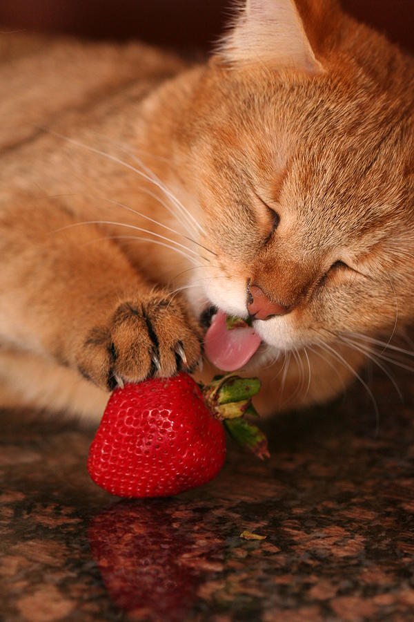 Cat Photograph - Yummy Strawberry by Wendi Curtis
