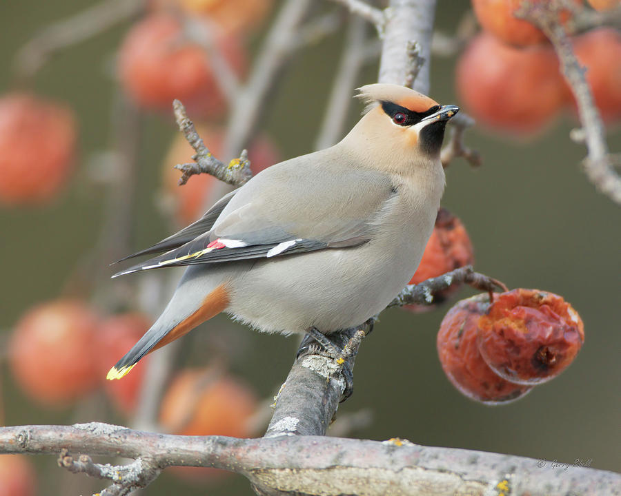 Yummy Where To Begin Photograph by Gerry Sibell