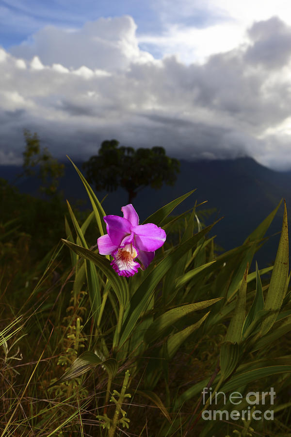 Yungas Orchid Bolivia Photograph by James Brunker