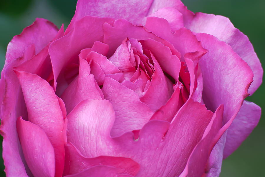 Tiffany Pink Rose Buds Photograph by Emerald Studio Photography - Pixels