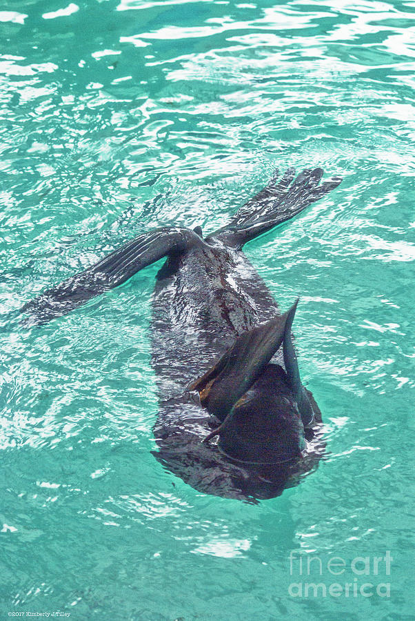 Sea Lion Photograph - Zalophus by Kimberly Tilley Sea Lion Photograph - Zalophus by Kimberly Tilley