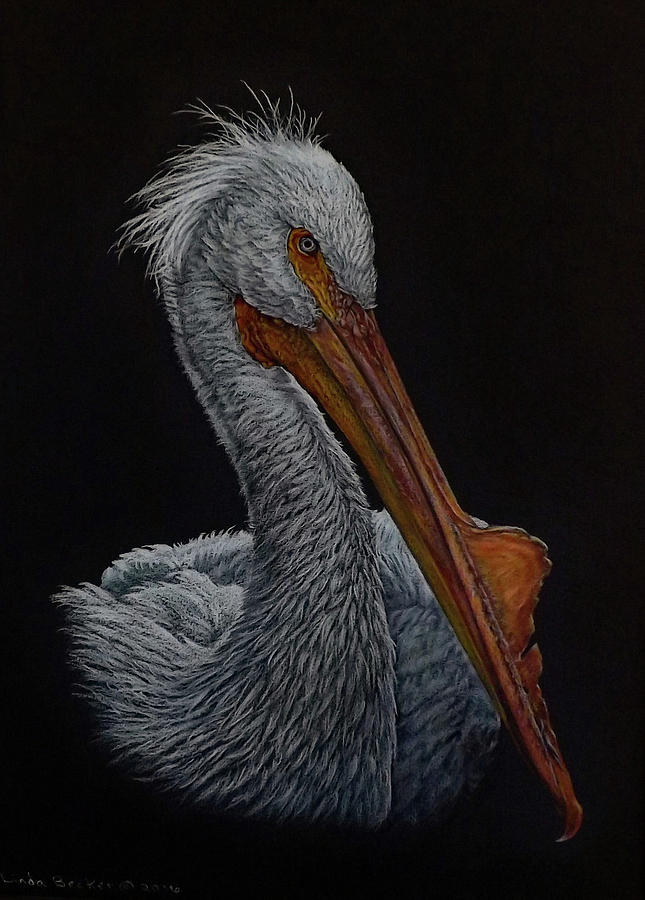 Pelican Painting - Zamboni by Linda Becker