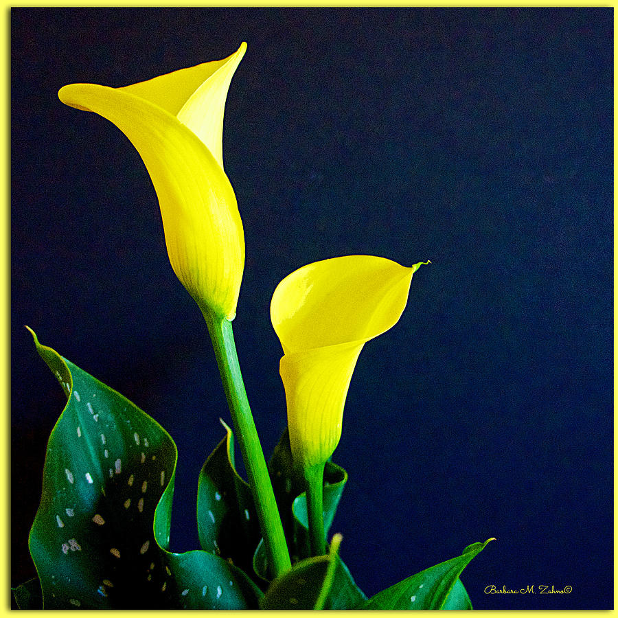 Zantedeschia - Calla Lily Photograph by Barbara Zahno - Fine Art America