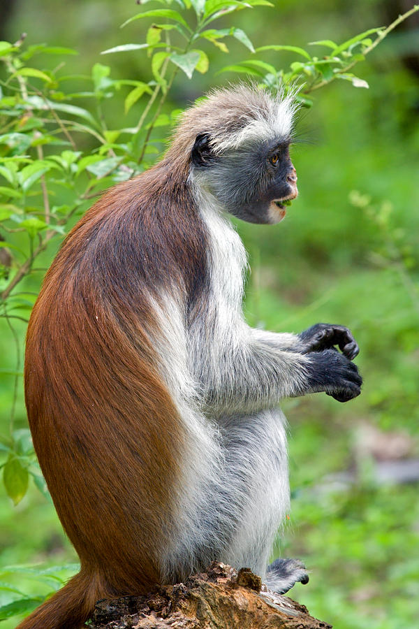 Zanzibar Red Colobus Monkey Photograph by Aivar Mikko