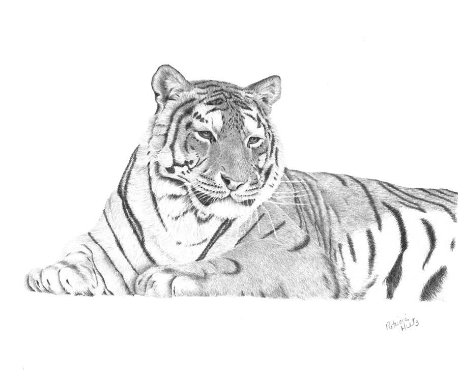 Zarina a Siberian Tiger Drawing by Patricia Hiltz