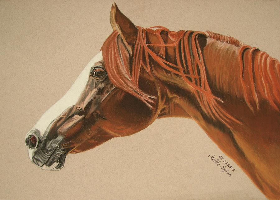 Horse Pastel - Zarro by Melita Safran