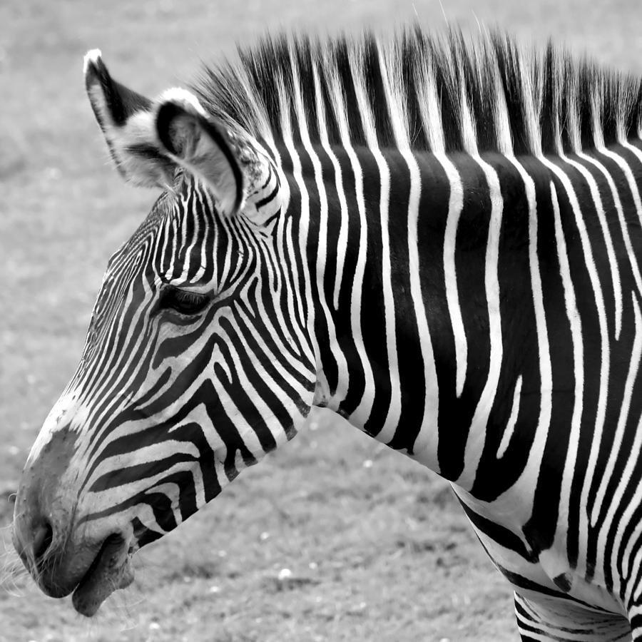 Zebra - Here it is in Black and White Photograph by Gordon Dean II