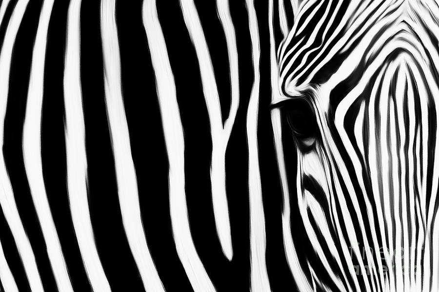 Zebra 032 Painting by Gull G