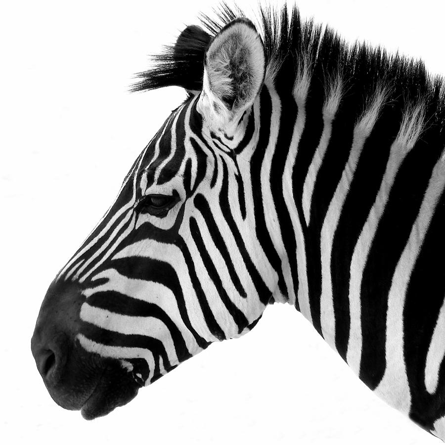 Zebra 1 Photograph by JustJeffAz Photography