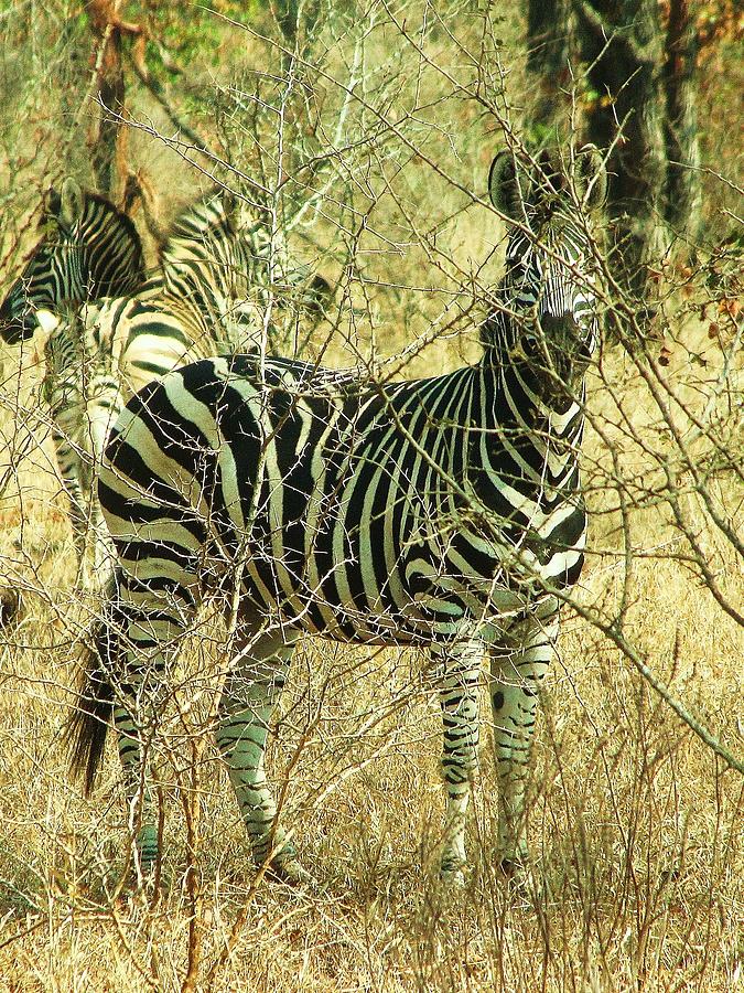 Zebra 2 Photograph by Charles Ray