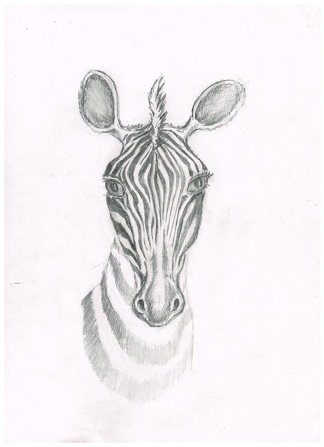 Zebra Drawing - Zebra 2 by Janremi B