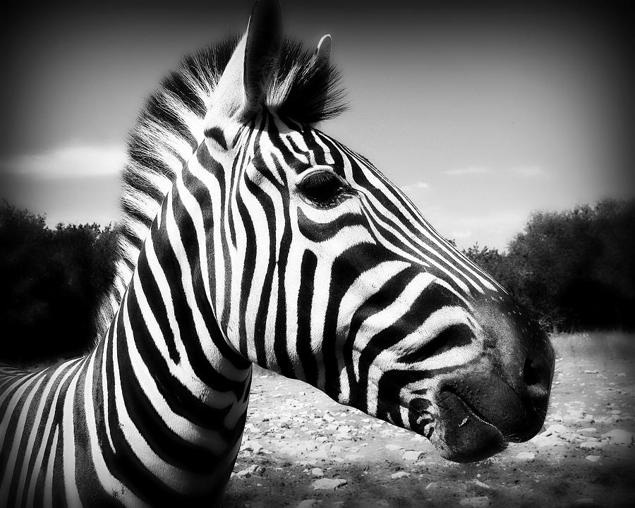 Zebra Photograph - Zebra 2 by Perry Webster