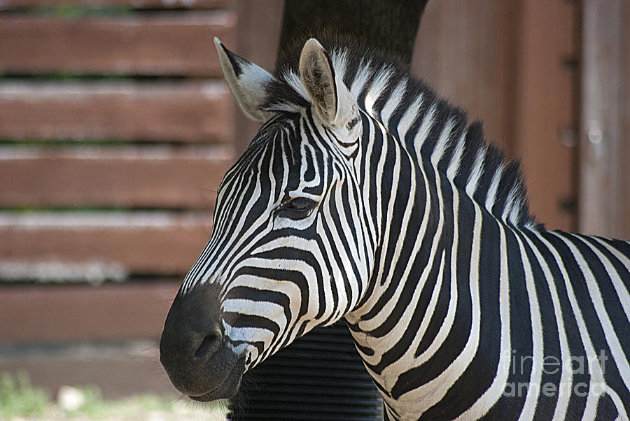 Zebra 20120718_150a Photograph by Tina Hopkins