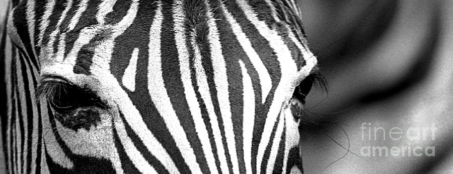 Zebra 4 Photograph by Rich Killion