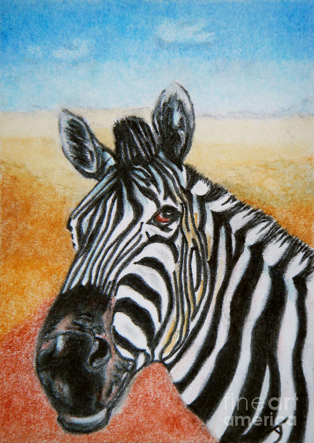 Zebra ACEO Drawing by Yvonne Johnstone