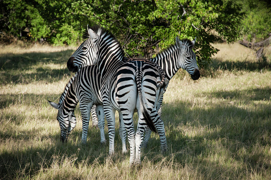Three Zebras Photograph by Adele Aron Greenspun