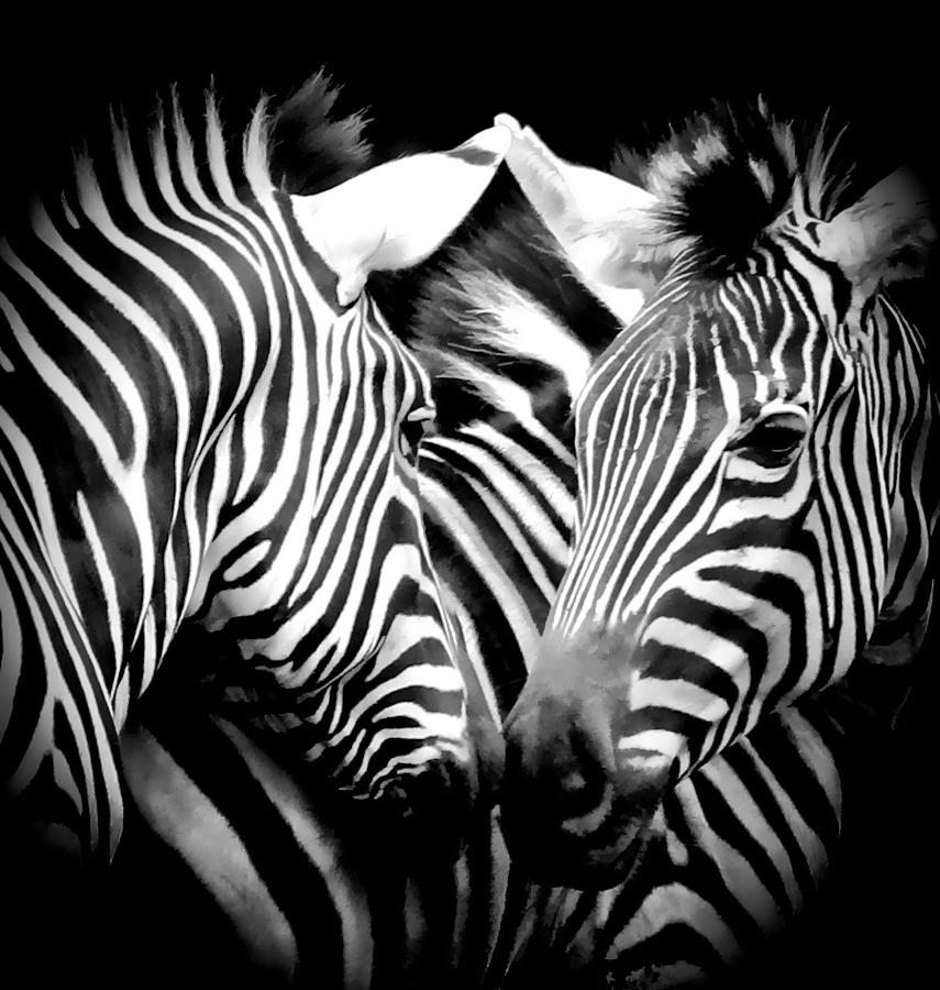 Zebra Affection Photograph by Athena Mckinzie