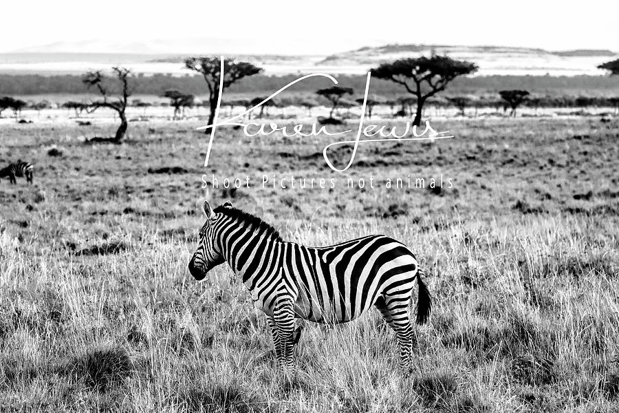 Zebra and Friend Photograph by Karen Lewis