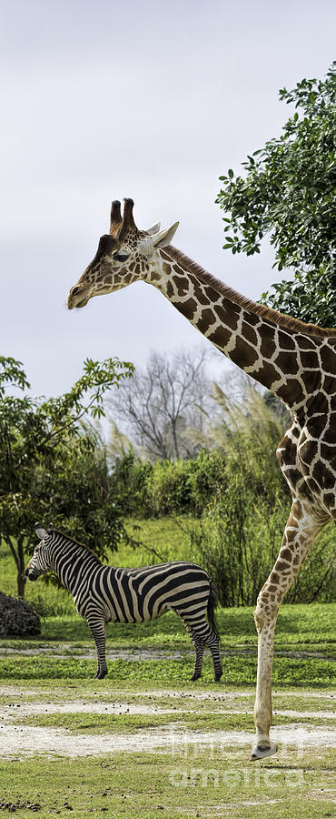 Zebra and giraffe in tall format Photograph by Les Palenik