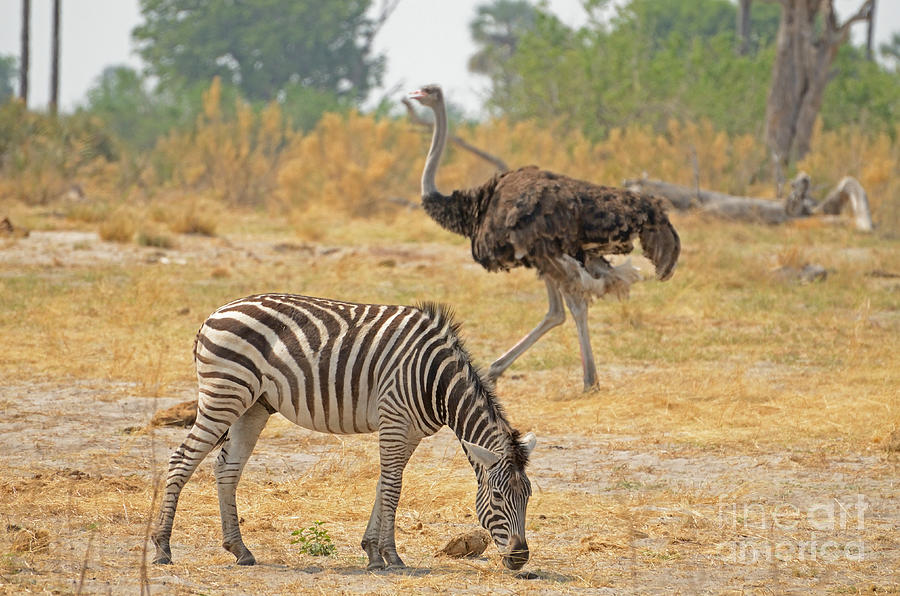 Zebra and Ostrich, Botswana Photograph by Tom Wurl