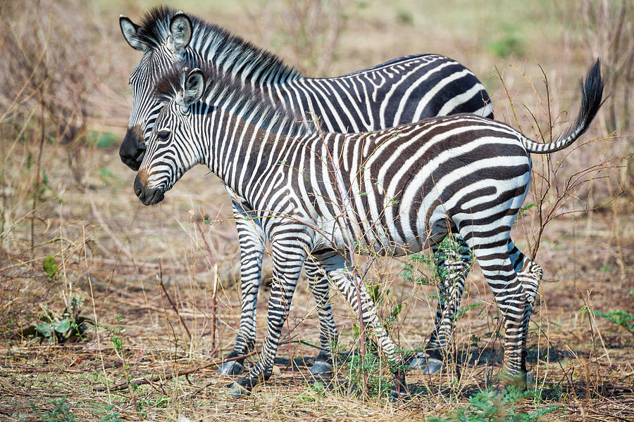 Zebra and Young Photograph by Fran Gallogly