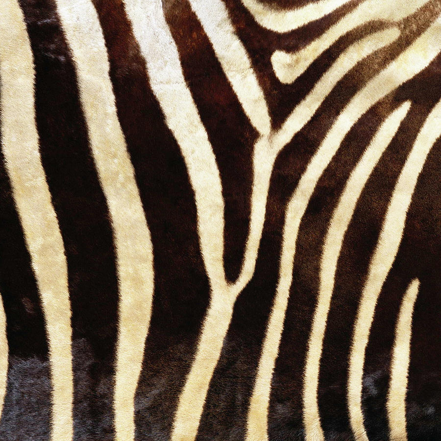 Zebra - Animal Textures Photograph by Naomi Hargrave