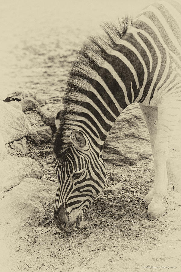 Zebra AP Photograph by Phil Abrams