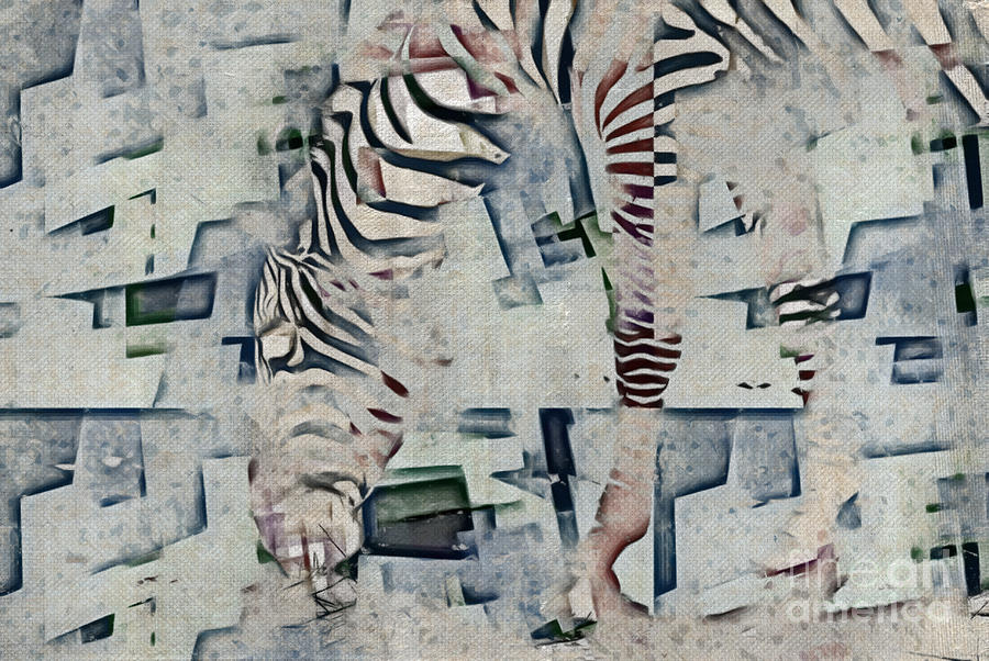 Zebra Photograph - Zebra Art - 52spt by Variance Collections