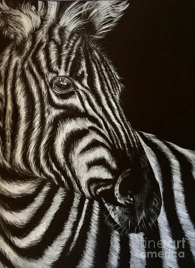 Wildlife Drawing - Zebra by Art By Three Sarah Rebekah Rachel White