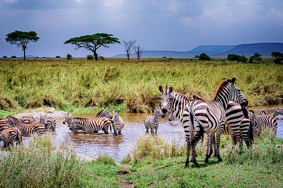 Zebra at the Watering Hole Photograph by Janis Knight