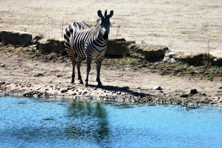 Zebra at the watering hole Mixed Media by Steve Karol