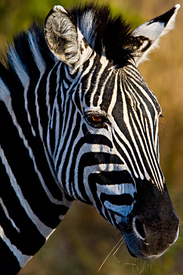 Wildlife Photograph - Zebra by Basie Van Zyl
