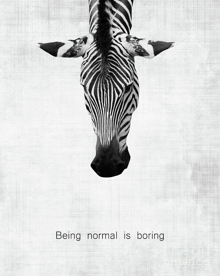 Zebra being normal is boring Photograph by Delphimages Photo Creations