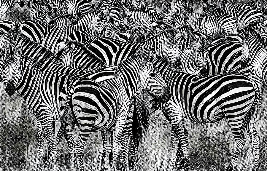 Zebra - Black and White Mixed Media by Russ Harris