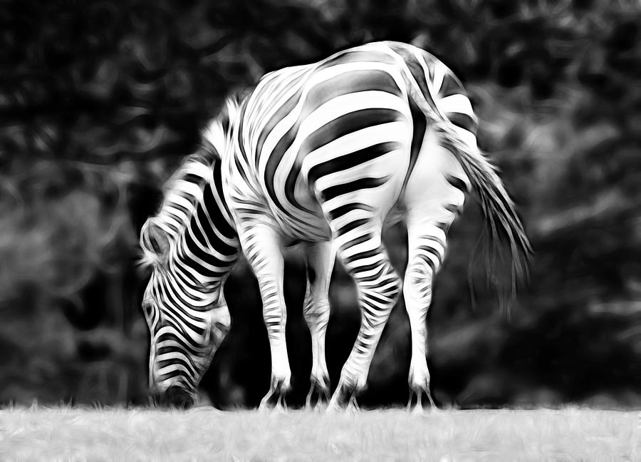 Zebra Black and White Photograph by Steve McKinzie