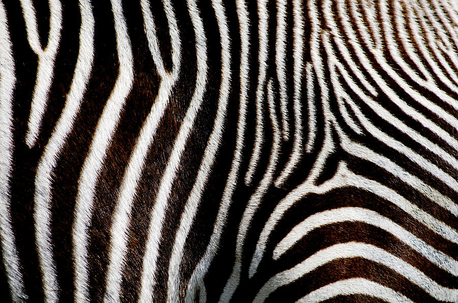 Zebra Black Digital Art by Mark Ashkenazi - Fine Art America