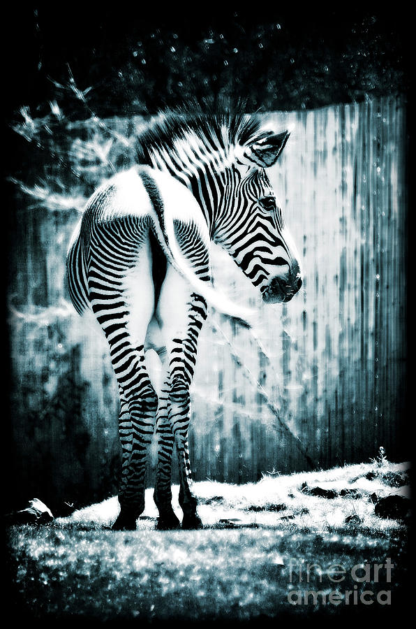 Animal Photograph - Zebra Blues  by Saija Lehtonen