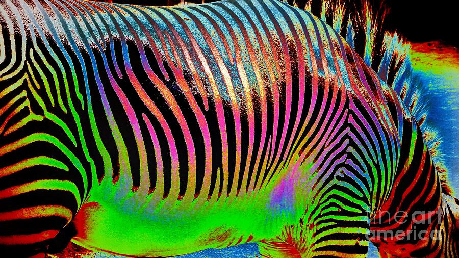 Zebra Bright Stripes Photograph by Susan Garren
