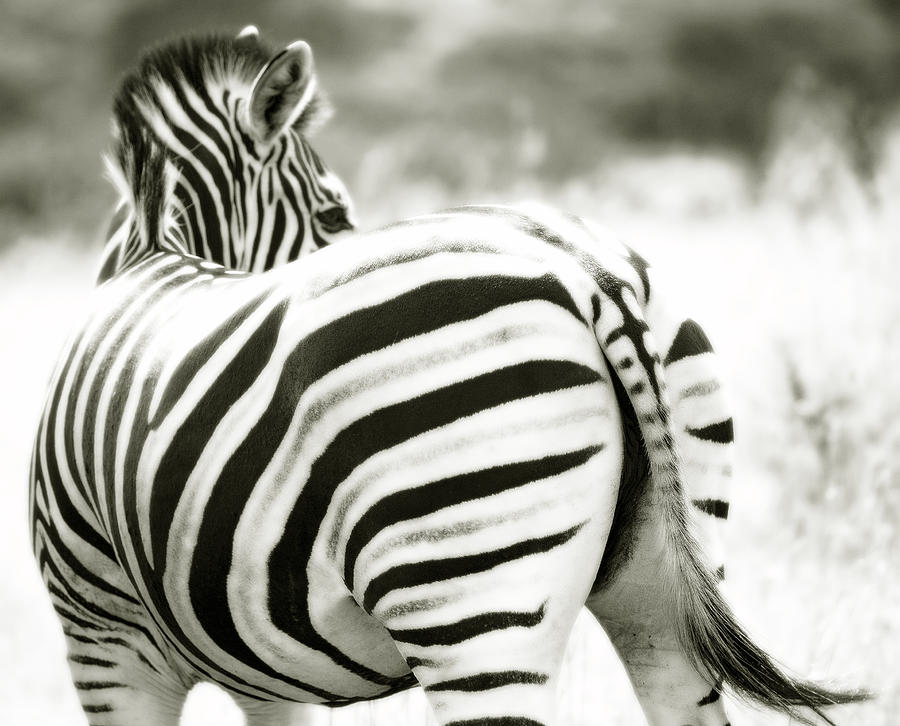 Wildlife Photograph - Zebra Bum by Tim Booth