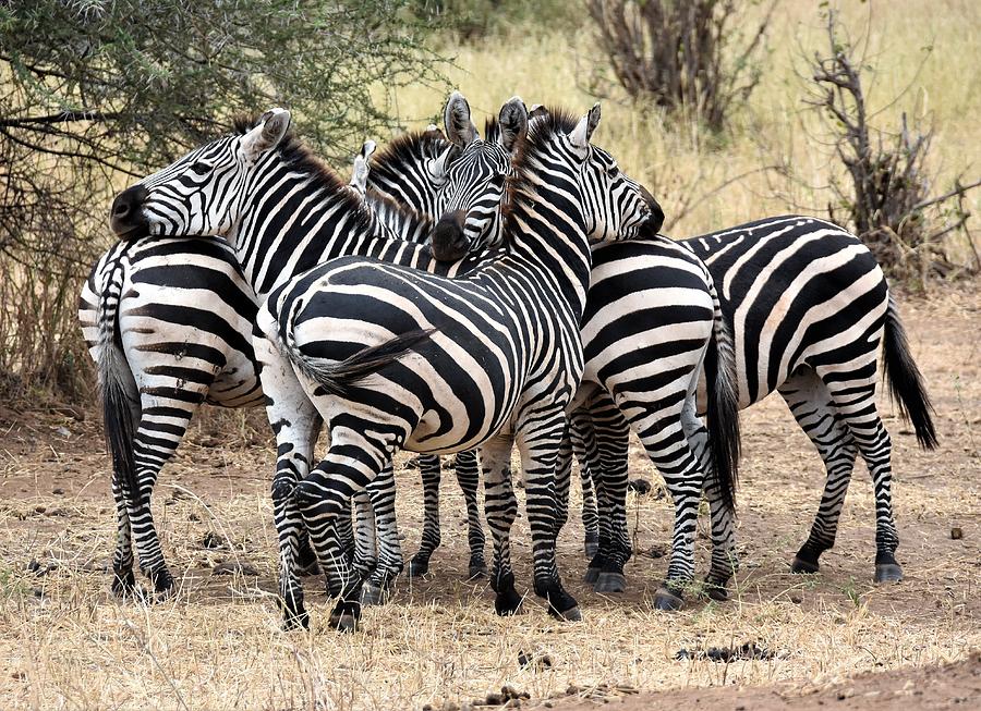 Zebra dazzel Photograph by Ntaba African Safaris - Pixels