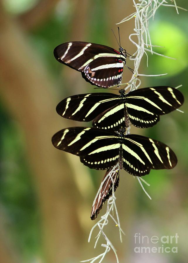 Zebra Butterflies Hanging On Photograph by Sabrina L Ryan