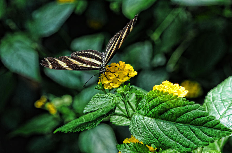 Zebra butterfly 1 Photograph by Lawrence Christopher