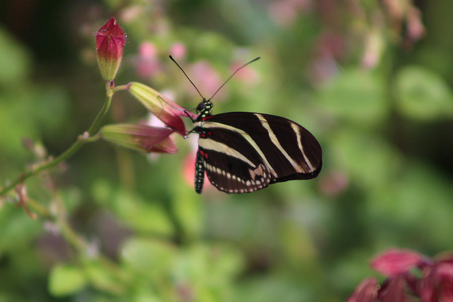 Zebra Butterfly Photograph by Colleen Cornelius