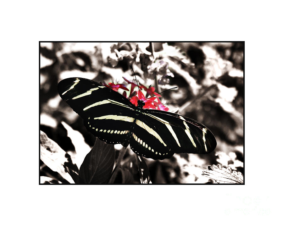 Butterfly Photograph - Zebra Butterfly by Julie McCullough