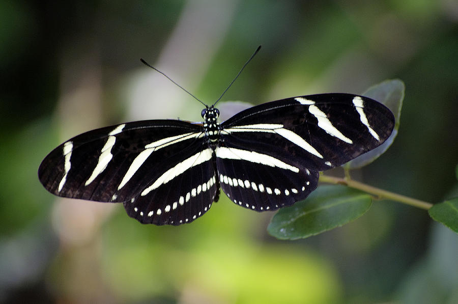 Zebra Butterfly Photograph by Kenneth Albin
