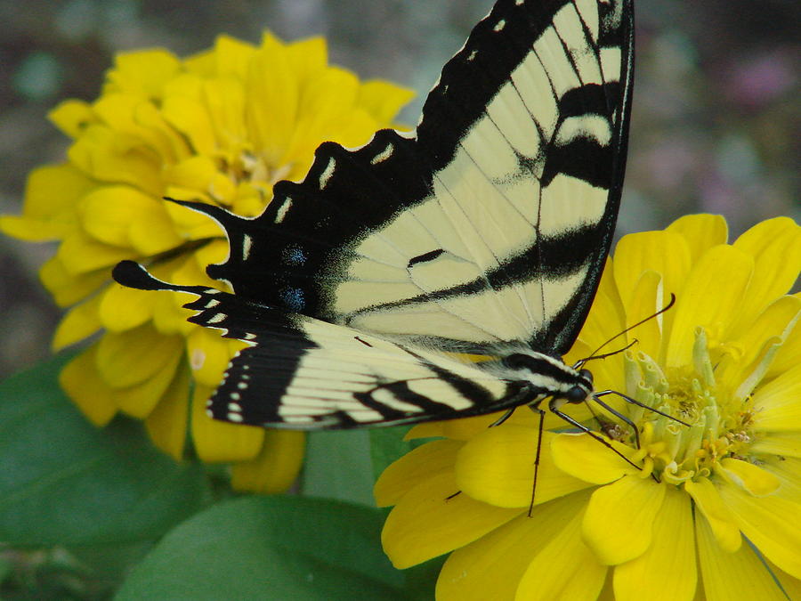 Western Tiger Swallowtail in the Ozarks Photograph by Mary Halpin