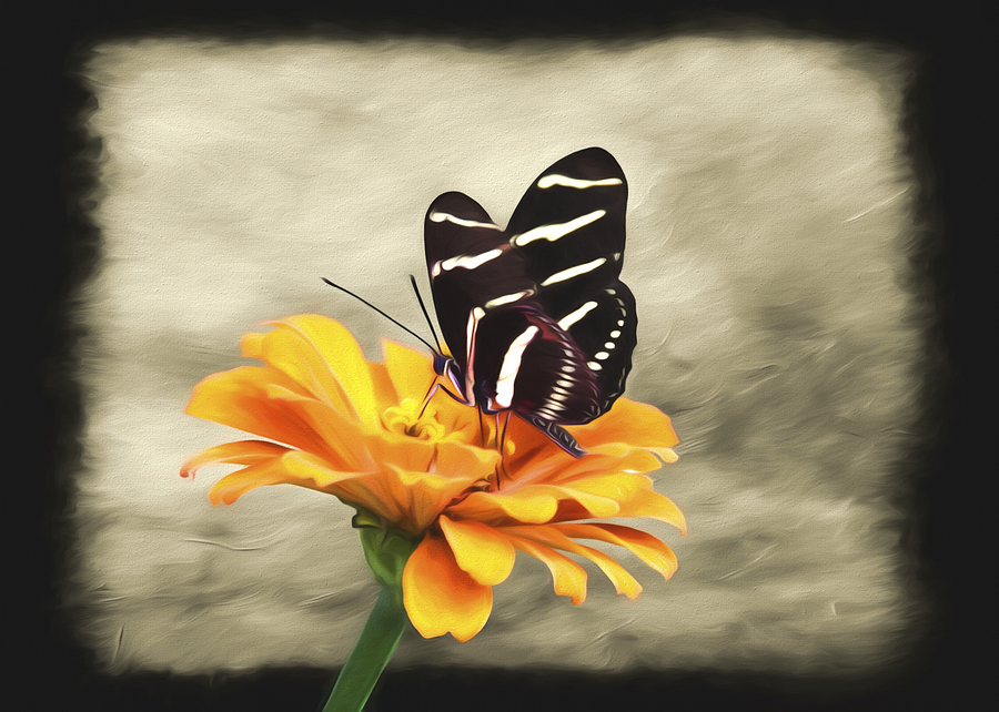 Zebra Butterfly Photograph by Steven Michael