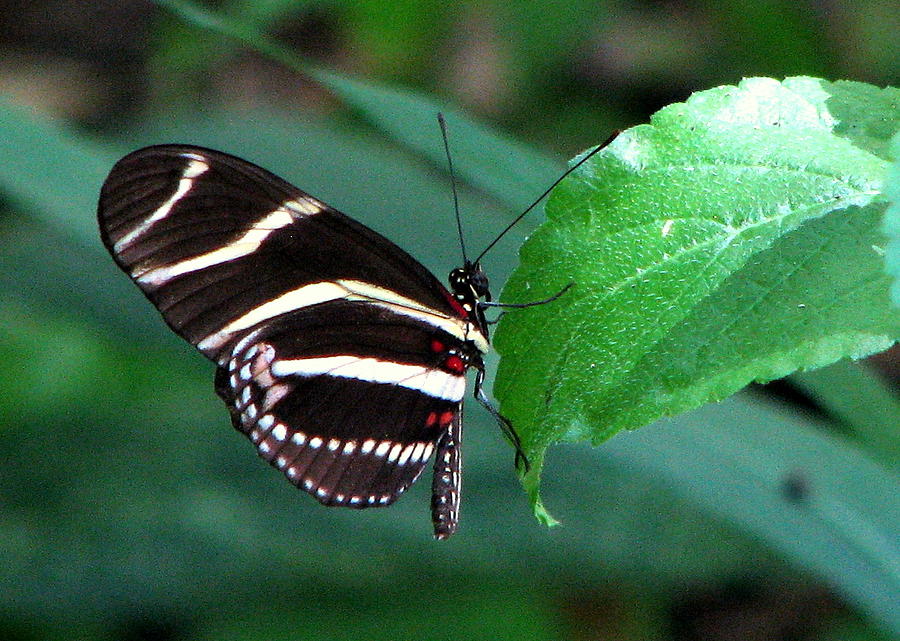 Zebra Butterfly Photograph by T Guy Spencer